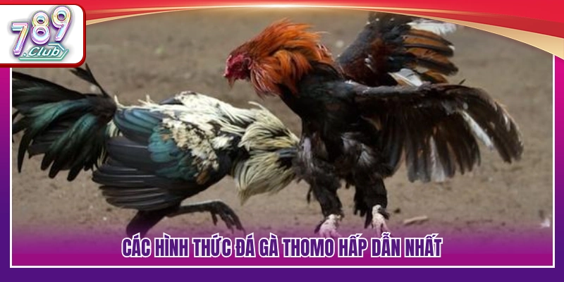 Những mô hình trực tiếp đá gà Thomo
